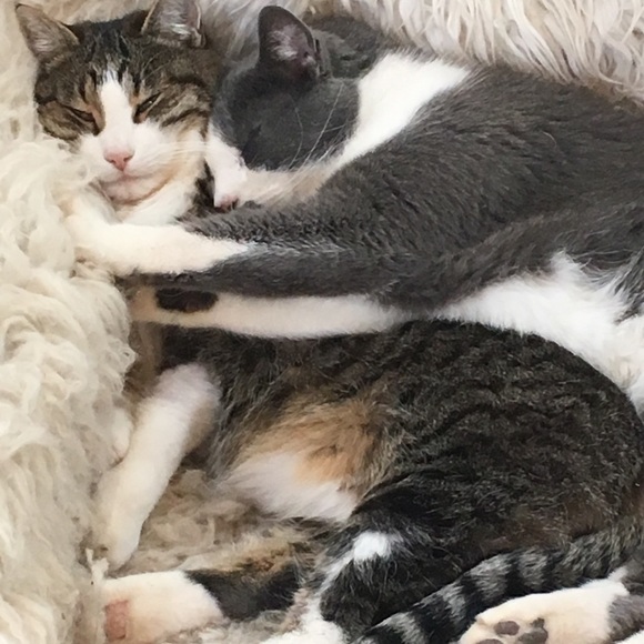 Napping and Shopping🐈💛 - Picture 2 of 8